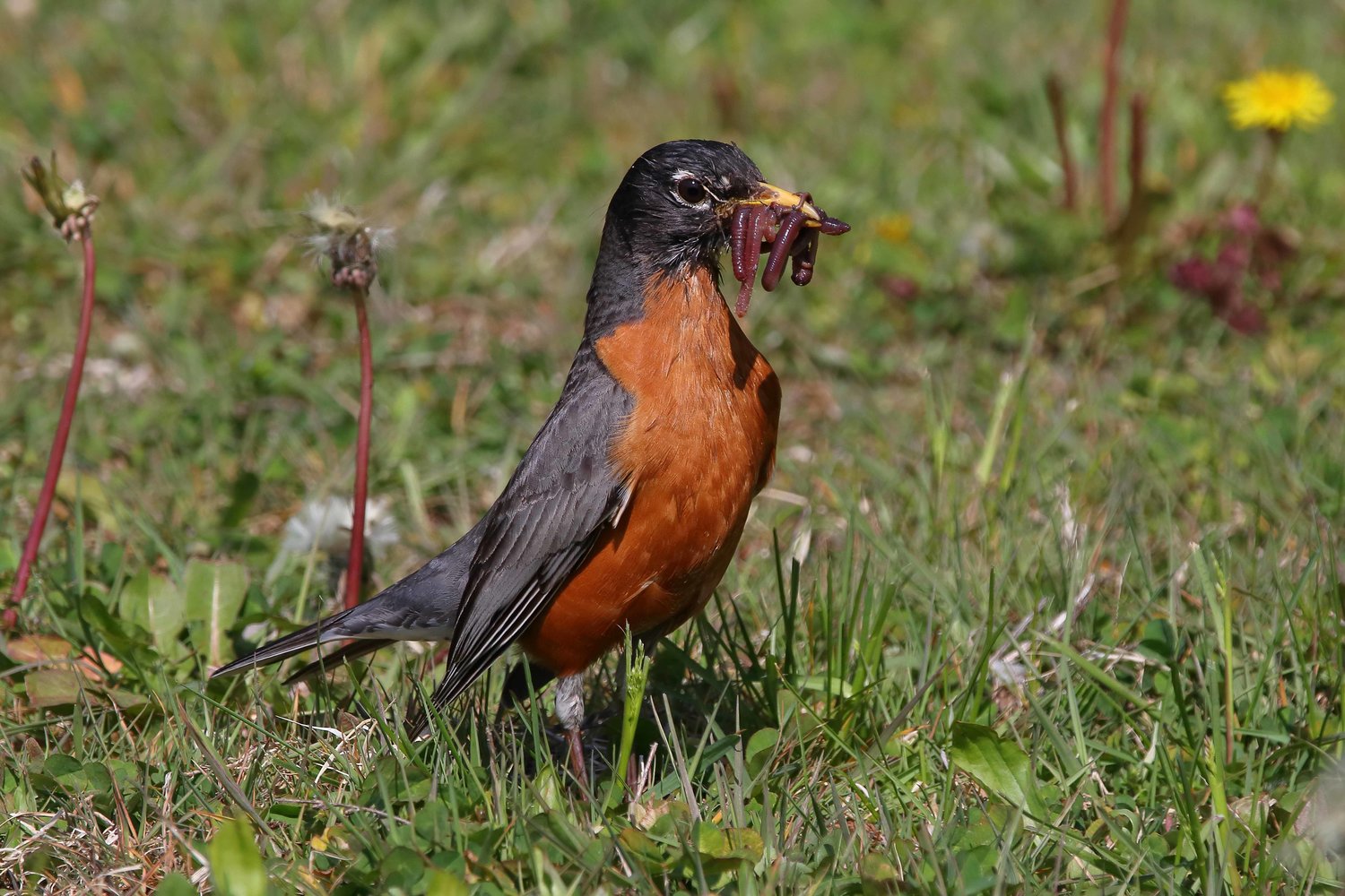 It is said that the early bird gets the worm, and here is ample proof! Local photographer David B. Soete recently captured this American robin with an abundant breakfast in its beak. Robins are one of the earliest birds to be encountered in the Upper Delaware River region in spring, brightening the local landscape with their cheerful song and orange breast. Keep in mind that robins forage heavily on lawns and are vulnerable to pesticides applied to such areas.